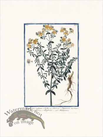 Bonelli 389 St. John's-wort